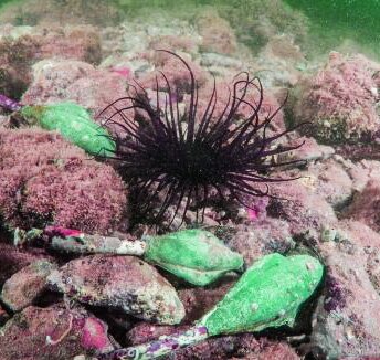 Plomos para la pesca ecológicos